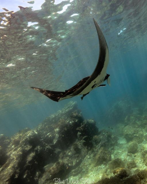 The Window: Manta Ray Dive at La Reina - Manta Ray Dive Inclusions and Highlights