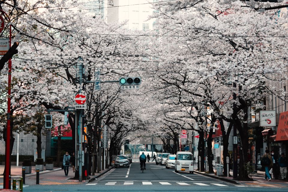 Tokyo: Private Cherry Blossom Experience - Inclusions in the Tour