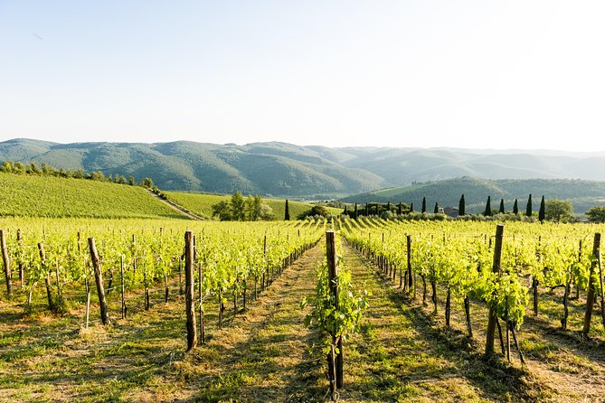 Tour and Tasting at an Organic Winery in the Heart of Chianti Classico Area - Chianti Wine-Making Methods