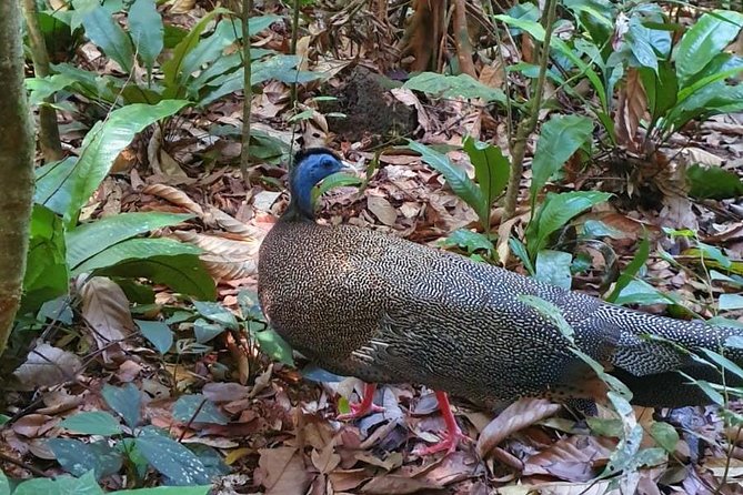 TOUR PACKAGE (Jungle Trekking, Taxi, Room) 4 DAYS 3 NIGHTS in BUKIT LAWANG - Accommodations and Amenities