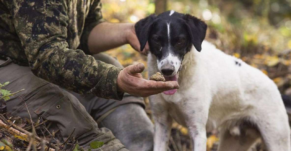 Tuscany: Truffle Hunting and Meal at a Winery - Truffle Types and Info