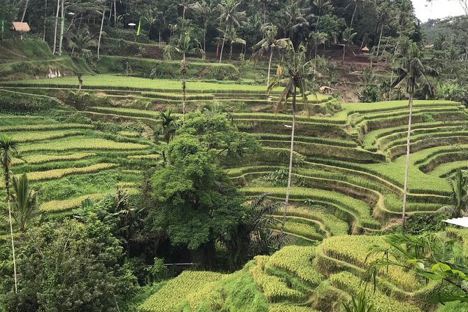 Ubud Private Tour - Best Of Ubud - Bali Culture Tour - Pricing Details