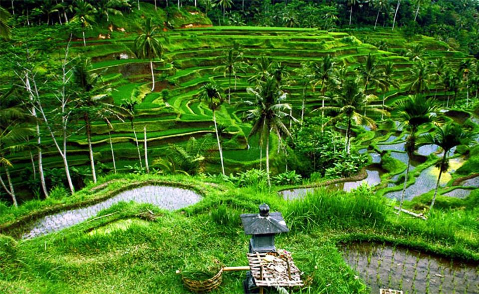 Ubud : Rice Terrace, Monkey Forest and Waterfall - Admiring Tegalalangs Rice Terraces