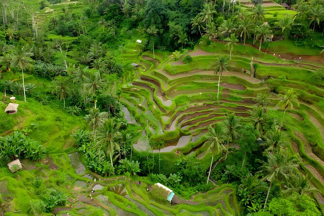 Ubud Village, Waterfall and Kintamani Volcano Tour - Top Attractions in Ubud