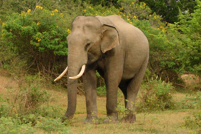 Udawalawa Safari & Elephants Orphanage Tour From Hambantota Port - Confirmation and Accessibility