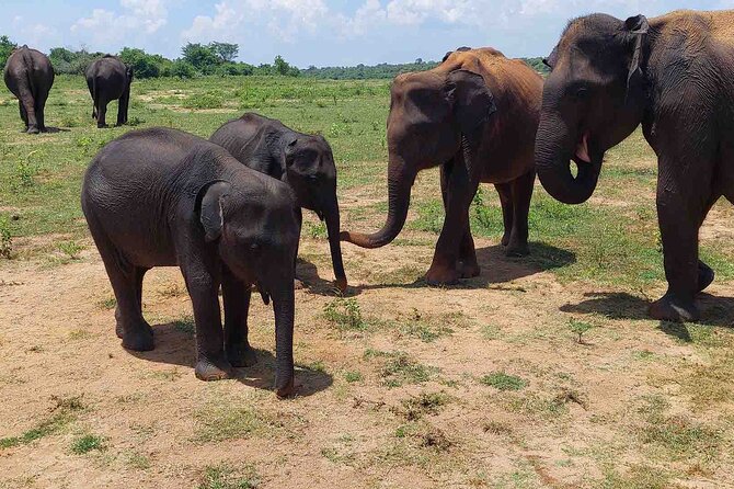 Udawalawe National Park Half Day Jeep Safari (Private Tour) - Pickup and Drop-off Details