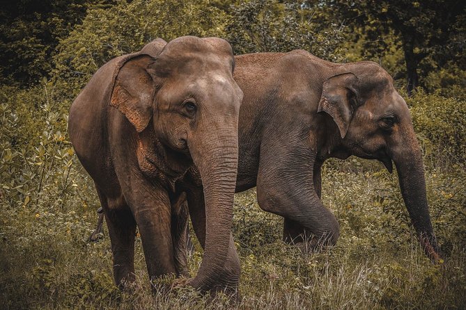 Udawalawe National Park Private Safari - Jeep Safari Experience