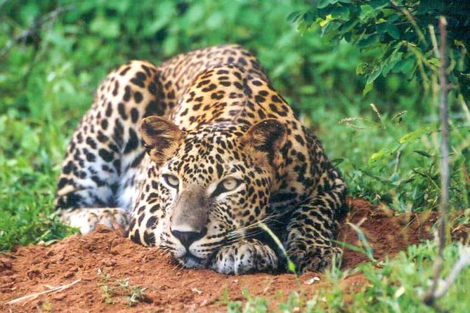 Udawalawe National Park Safari - Recommended Times