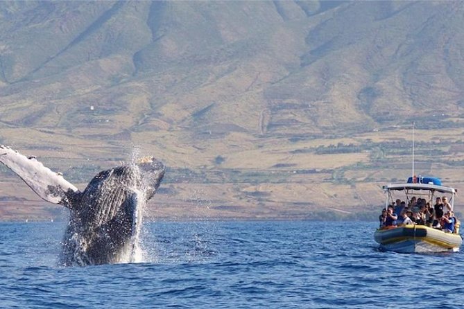 Ultimate 2 Hour Small Group Whale Watch Tour - What to Expect