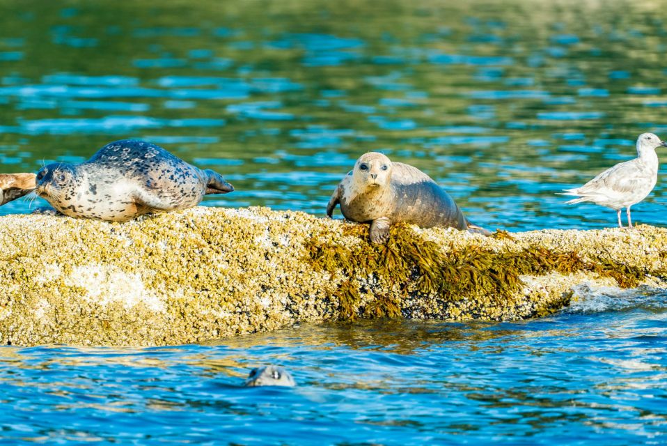 Vancouver: City and Seal Boat Tour - Experiencing the Lions Gate Bridge