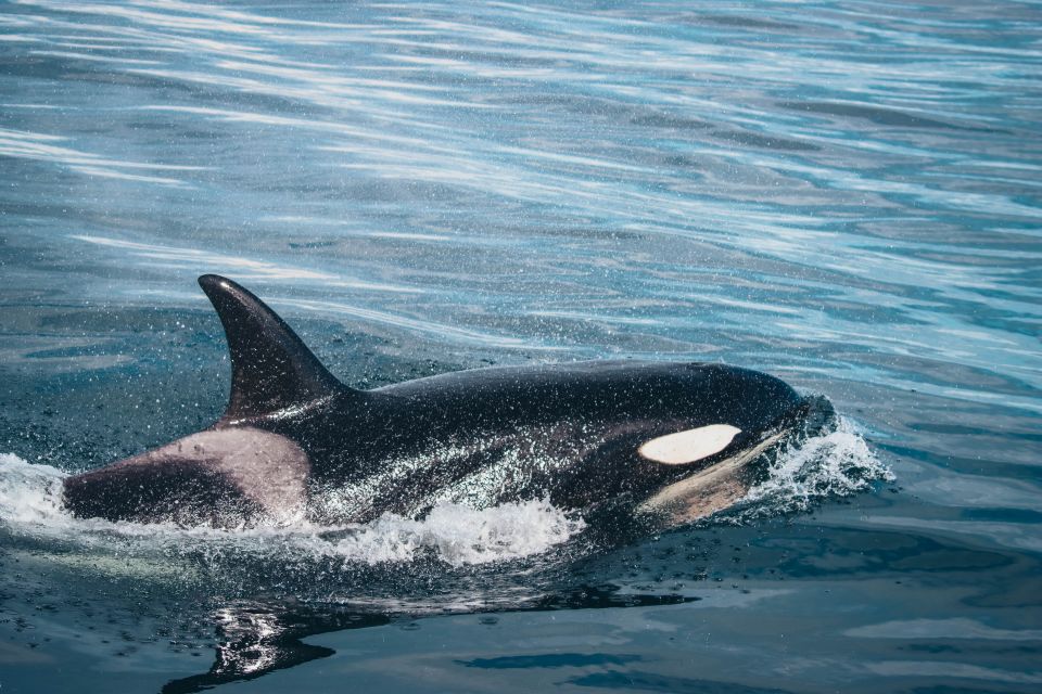 Victoria: Whale Watching Cruise by Covered Boat - Inclusions in the Cruise Package