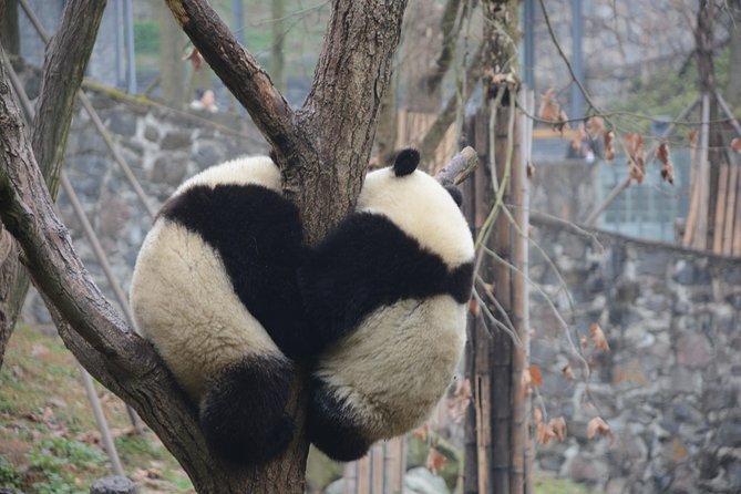 Visiting Dujiangyan Yaan Wolong Panda Base Optional Volunteering - Meeting and Pickup