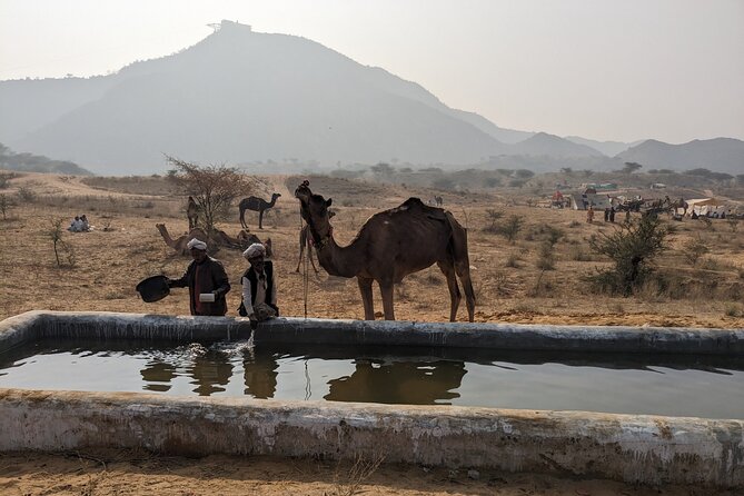 Walking Sightseeing Tour - The Shine Pushkar - Meeting Location