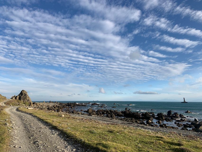 Wellington: Half Day Seal Coast Safari - Booking Information