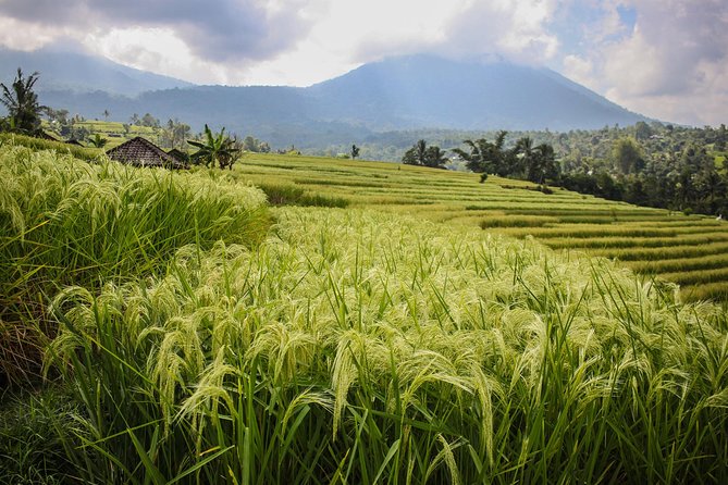 West Bali Tour: Taman Ayun, Ulun Danu Beratan, Jatiluwih Rice Terrace, Tanah Lot - Transportation Services