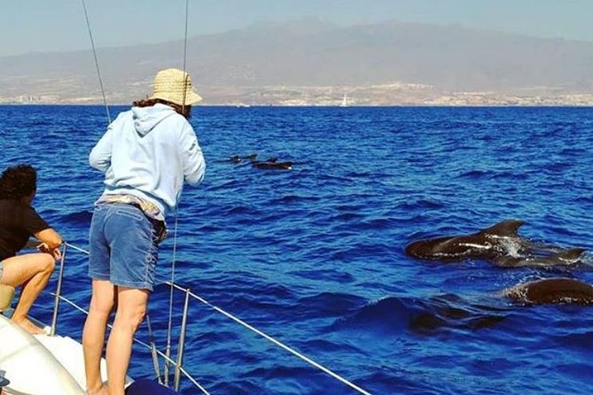 Whale and Dolphin Small Group Sailing From Tenerife South - Logistics and Meeting Point