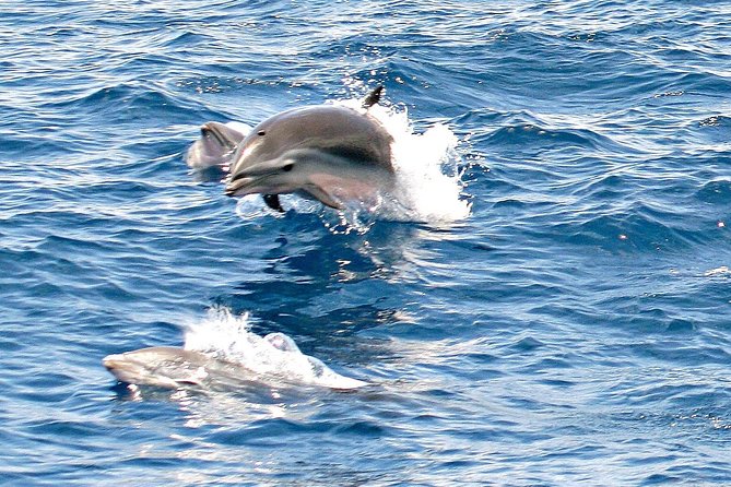 Whale and Dolphin Watching Cruise in St Lucia - Meeting Point and Transportation