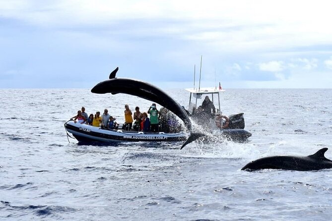 Whale and Dolphin Watching in Pico Island - Half Day - Tour Duration and Schedule