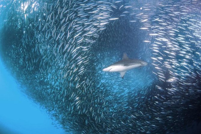 Whale Shark & Tumalog Falls & Sumilon Sandbar & Pescador Island With Sardines - Pescador Island and Sardine Run