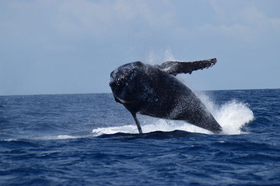 Whale Watching Cruise From Busselton, Augusta or Dunsborough - Customer Reviews