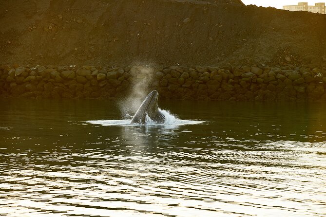 Whale Watching Cruise on a Yacht in Reykjavik - Onboard Refreshment Options