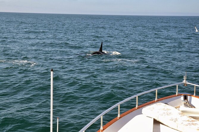 Whale Watching & Dolphin Yacht Cruise - Onboard Guide and Information