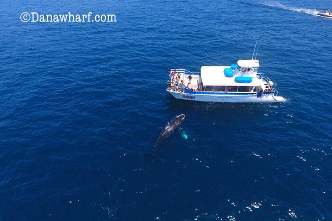 Whale Watching Excursion in Dana Point - Accessibility and Logistics