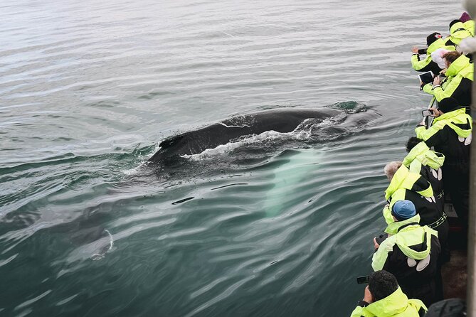 Whale Watching in Husavik - Meeting Point and Pickup