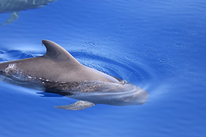 Whale Watching in Los Gigantes for Over 11 Years - Breathtaking Views of Mount Teide