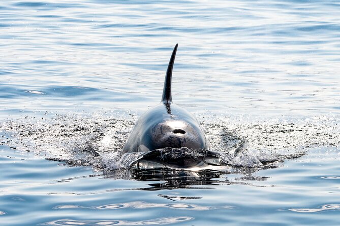 Whale Watching RIB Boat Tour in Skjervoy From Tromso - Tour Duration and Departure Details