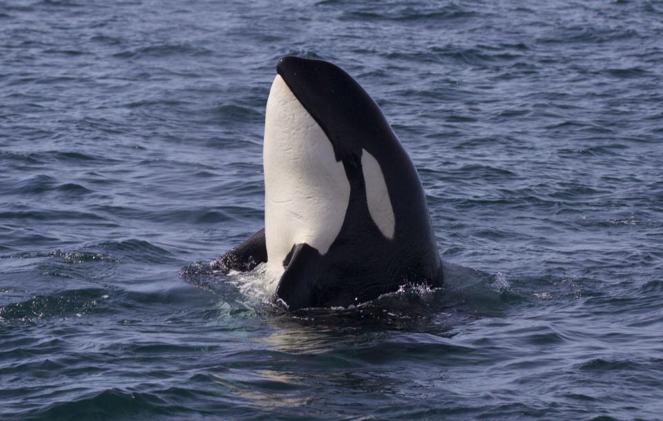 Whale Watching Tour in Victoria, BC - Inclusions and Amenities