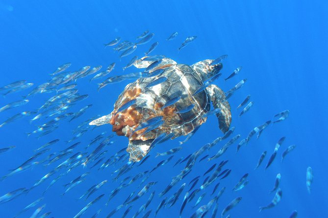 Whales and Dolphins + Vila Franca Islet (Full Day With Lunch) - Included Lunch