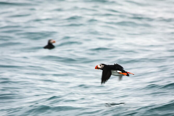 Whales and Puffins Tour From Husavik - Meeting and Pickup