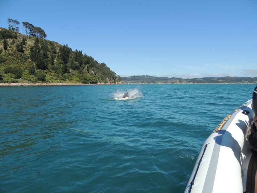 Whitianga: Cathedral Cove & Caves Boat Tour With Snorkeling - Itinerary