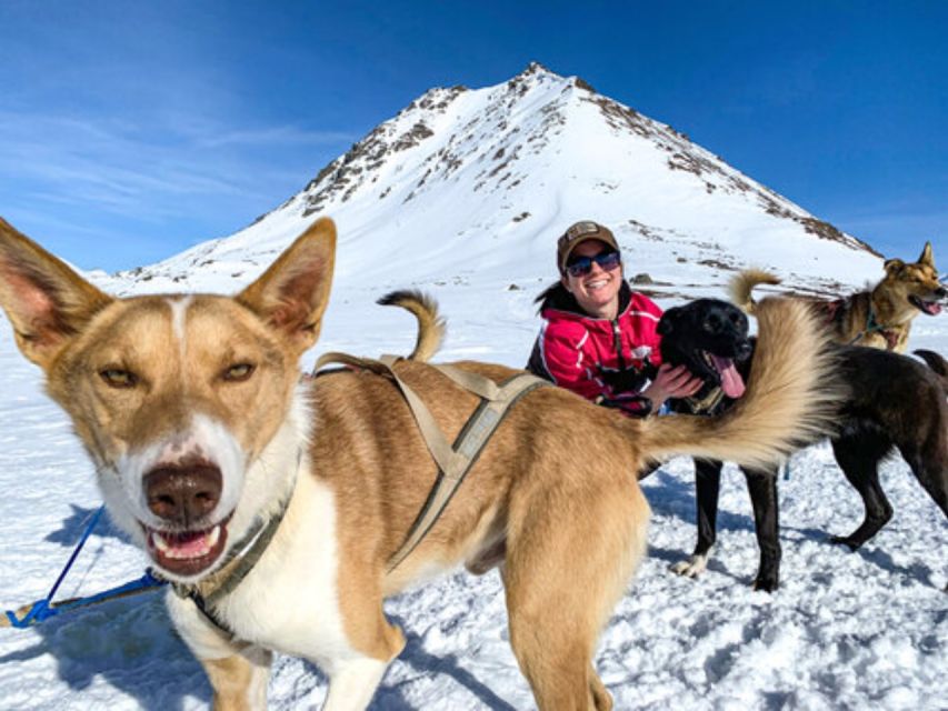 Willow: Traditional Alaskan Dog Sledding Ride - Inclusions in the Package