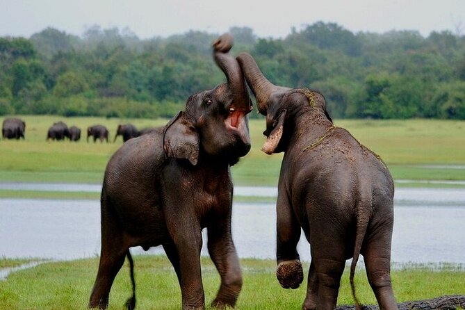 Wilpattu National Park Jeep Safari From Negombo / Waikkal (All Inclusive) - Additional Information
