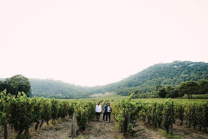 Wine Tour & Food Experience in Pic St Loup - Local Lunch Experience