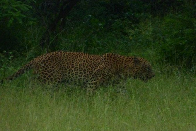 Yala 4h Jeep Safari From Bentota: Guided Wildlife Experience - Pickup and Transportation Details