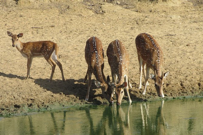 Yala National Park Safari (PRIVATE TOURS) - Half Day & Full Day - Confirmation and Accessibility Details