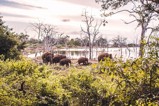 Yala Safari Day Trip From Bentota/ Kalutara/ Ahungalla/ Hikkaduwa - Additional Information for Travelers