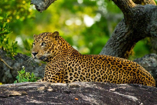 Yala Safari Day Trip From Galle/ Unawatuna/ Ahangama/ Weligama - Wildlife Spotting Opportunities