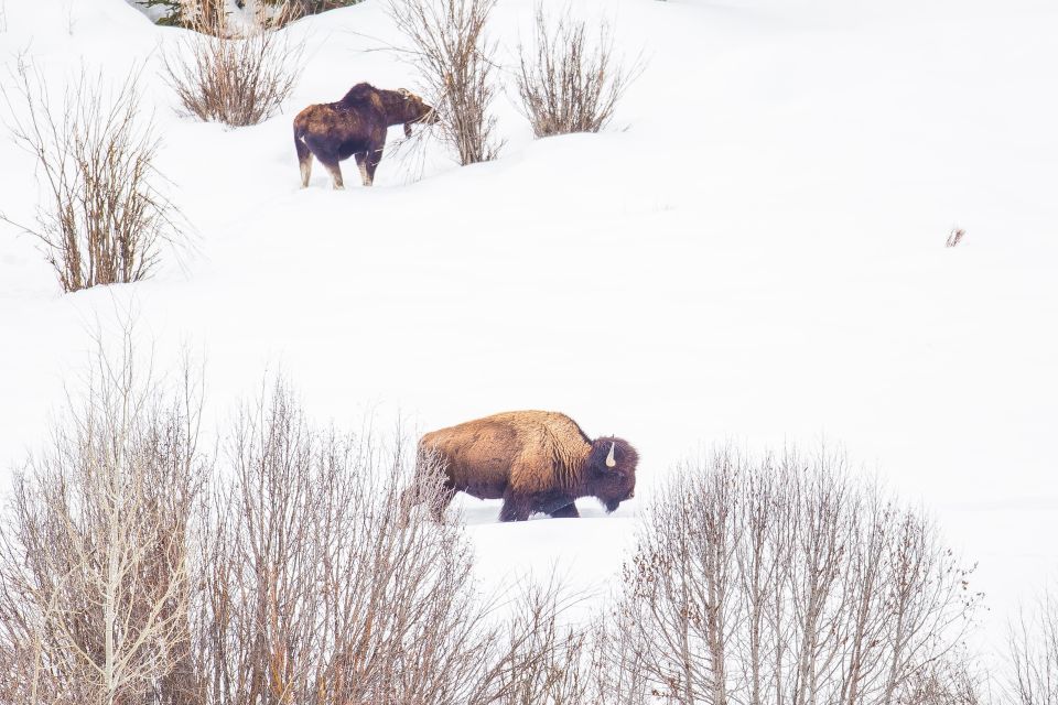 Yellowstone Lower Loop Tour From West Yellowstone With Lunch - Wildlife Observation