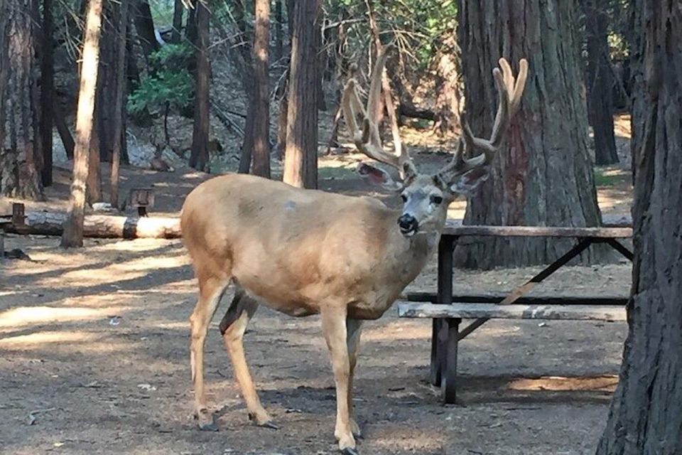 Yosemite: Full-Day Tour With Lunch and Hotel Pick-Up - History and Ecology of Yosemite