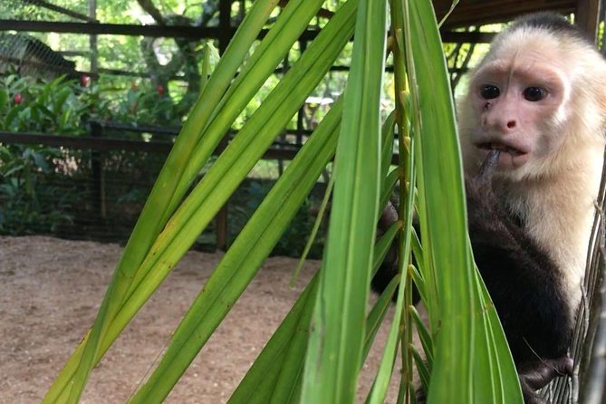 Zipline, Optional Monkeys/Sloths/Macaws Visit & West Bay Beach Resort: Roatan,HN - Beach Relaxation at West Bay