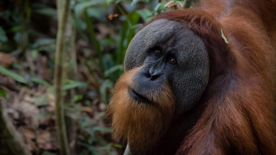 2 Days 1 Night Orangutan Trek Bukit Lawang - Morning Itinerary