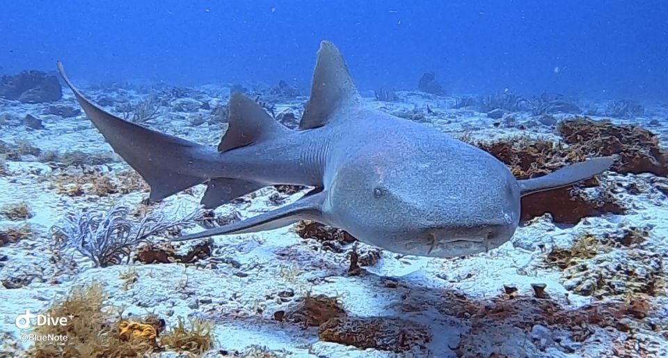 2 Tank Morning Cozumel Dives for Certified Divers - Meeting Point