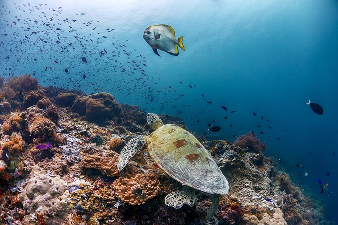 (3 Days) PADI Open Water Diver Course Kota Kinabalu - Accessibility Information
