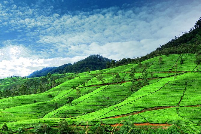 3 Days Tour to Kandy Nuwara Eliya & Sigiriya From Colombo - Pickup Information