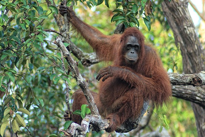 4-Day Private Orangutan and Bornean Primates Tour From Pangkalanbuun - Tree Planting Experience