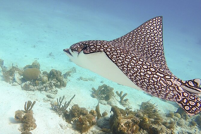 4 Hour Private Catamaran Sail and Snorkel From Grace Bay Beach, Providenciales - Wildlife and Underwater Exploration